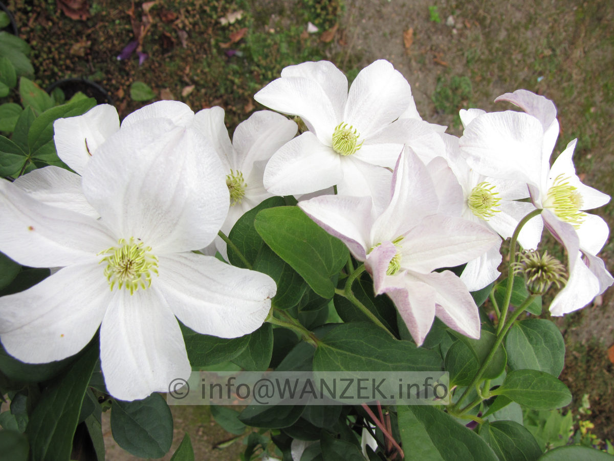 Clematis viticella Huldine 01.JPG